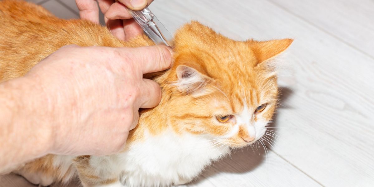 Selamectina para Gatos: El propietario aplica gotas antiparasitarias en la cruz del gato, asegurando la salud y protección de la mascota.