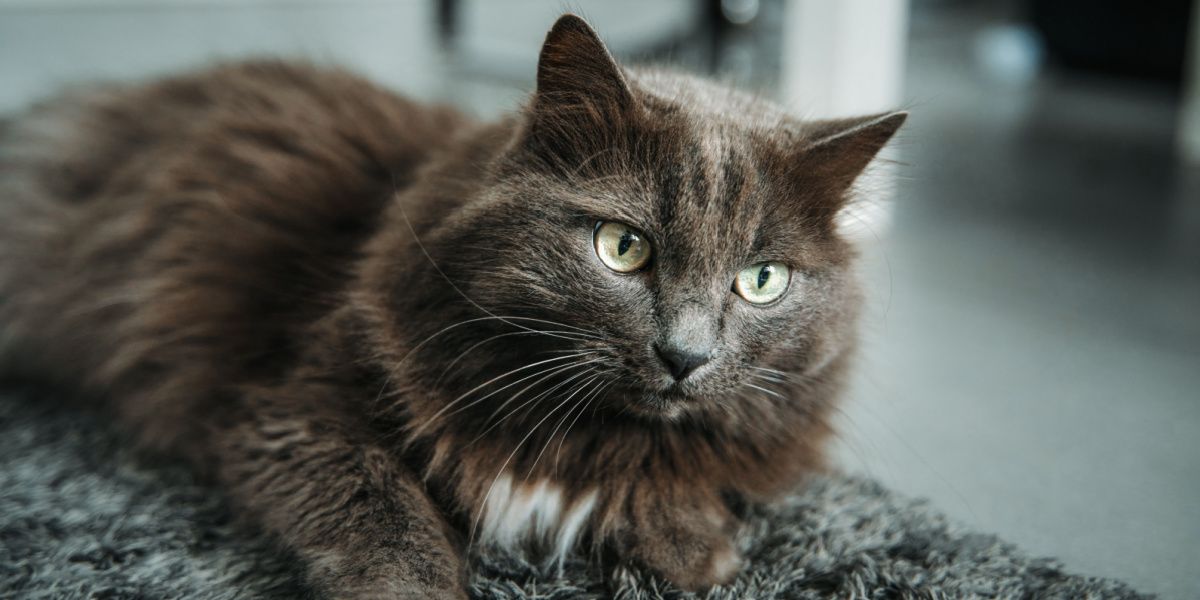 Un retrato de primer plano de un gato macho gris con llamativos ojos verdes, que captura la mirada intensa y cautivadora del gato.