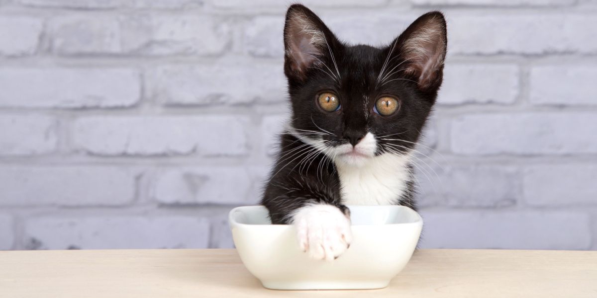 Los gatos cubren su comida: gatito Tuxedo que cubre su plato de comida con su pata, mostrando un comportamiento juguetón e ingenioso