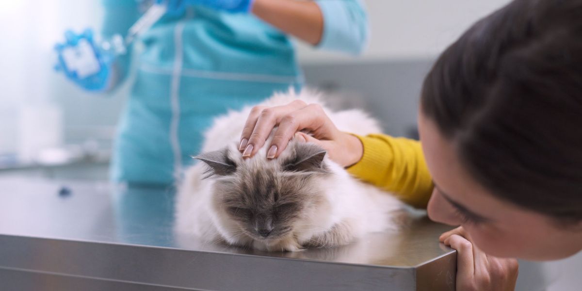 Veterinario preparando un antibiótico para administrar a un gato enfermo