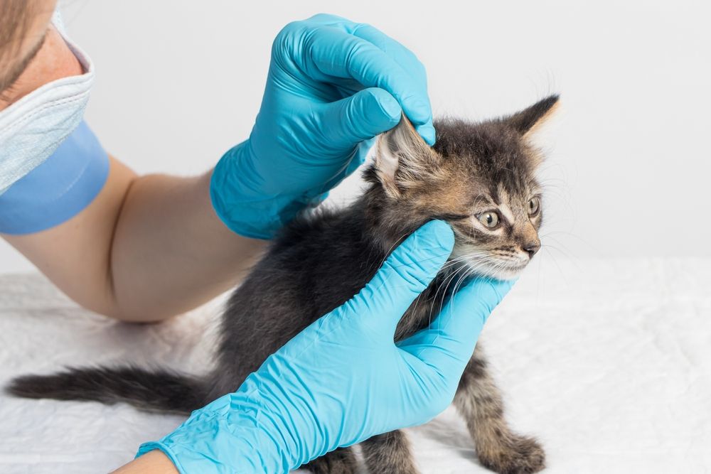 Un veterinario examina cuidadosamente la oreja de un gatito, demostrando una evaluación médica exhaustiva.