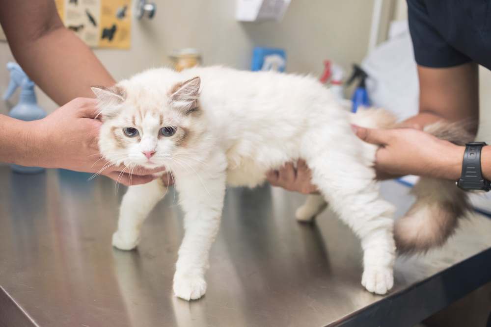 Lipoma en gatos: veterinario examina el estómago de un gato en busca de signos de tumores ováricos durante un chequeo médico