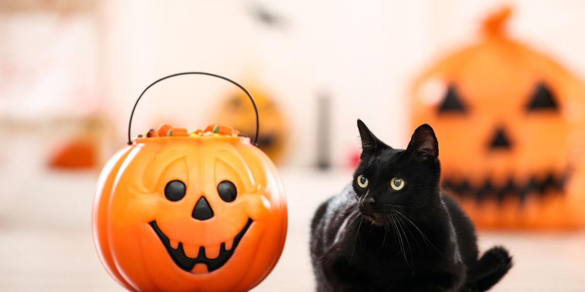 Gato negro con caramelos en un cubo de Halloween