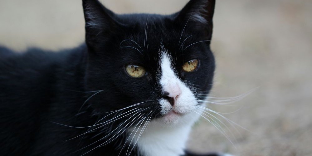 Manchas marrones en el iris de un gato blanco y negro.