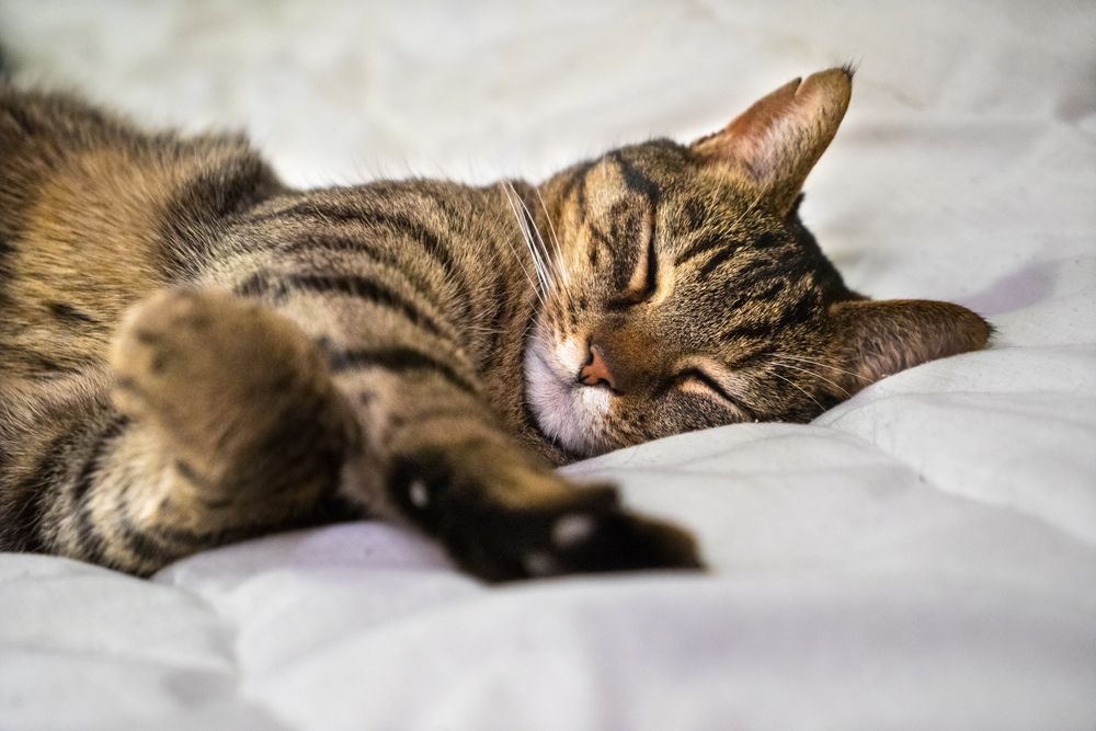 Gato atigrado gris durmiendo tranquilamente en una cama