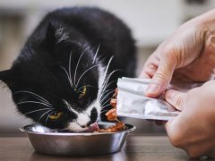 Man feeding his hungry cat