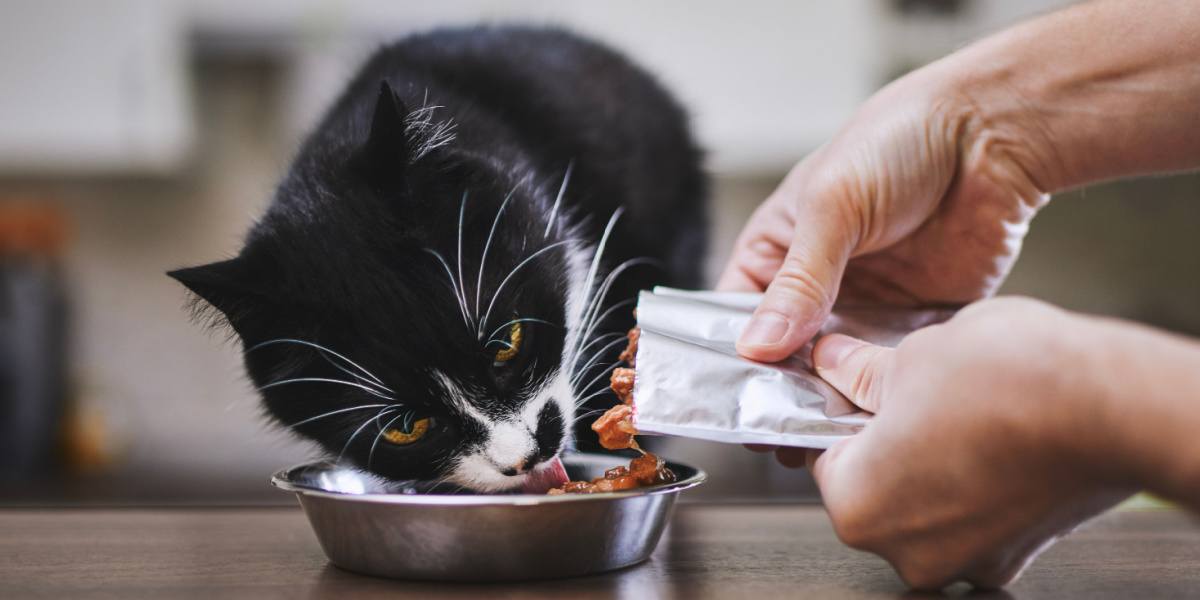 Hombre alimentando a su gato hambriento