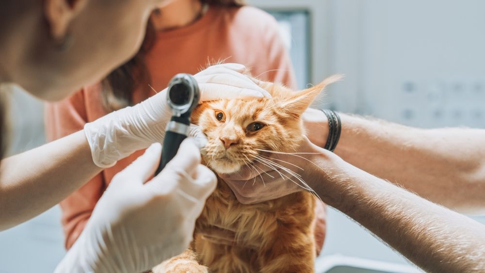 Veterinarios examinando los ojos de una mascota Maine Coon