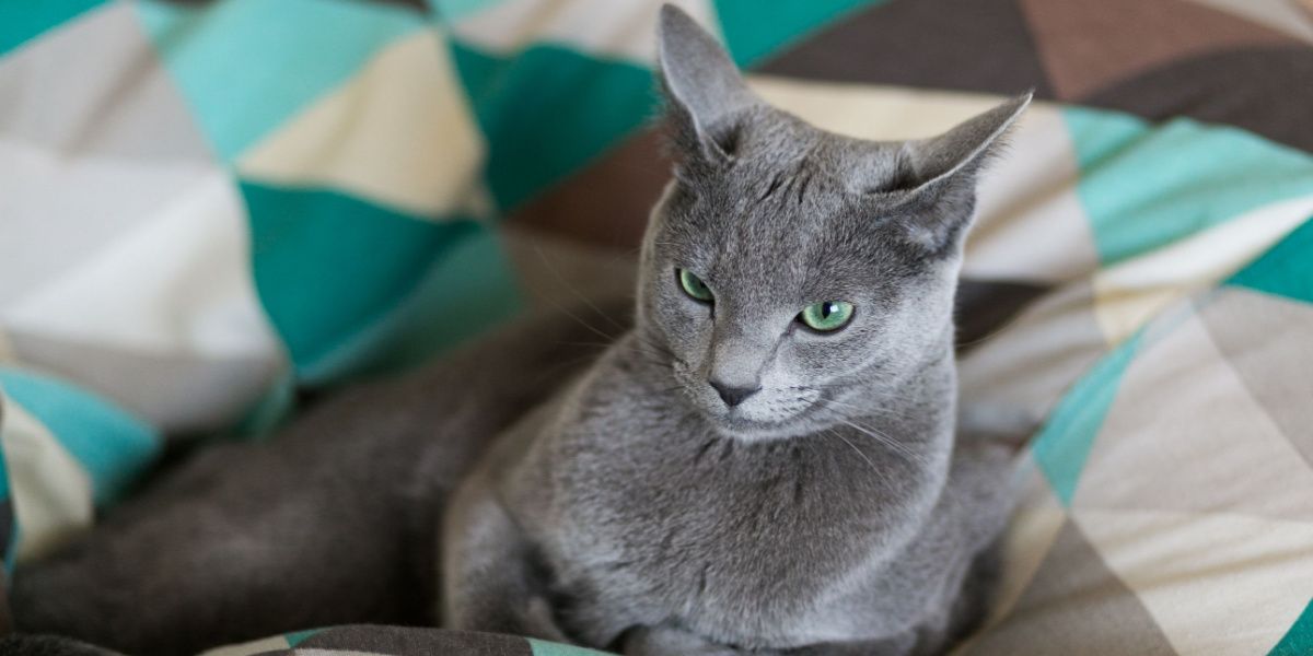 Encantador gatito de un año cómodamente acurrucado en la cama, luciendo lindo y contento.