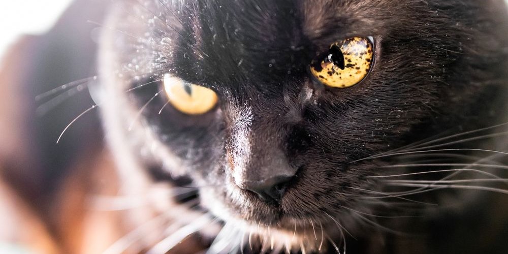 Manchas negras en el iris (ojos) de un gato negro