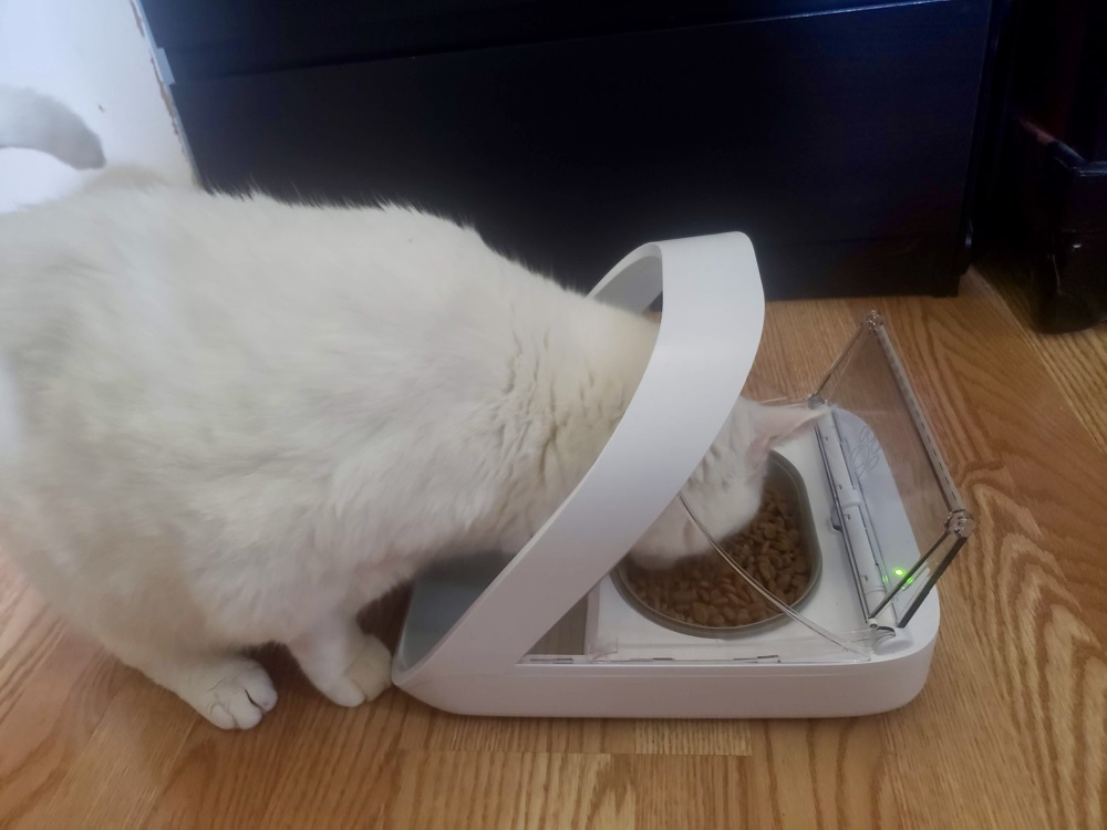 Reseña del comedero para mascotas con microchip SureFeed: Gato comiendo de un comedero automático.