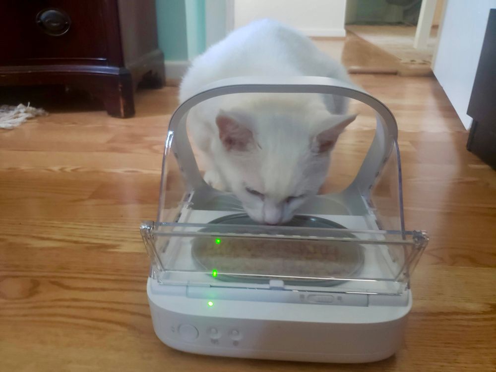 Gato comiendo de un comedero automático.