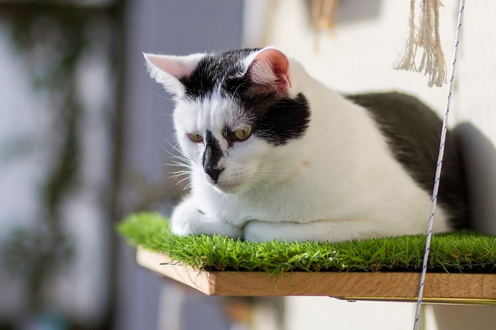 Gato sentado en una percha de ventana, disfrutando de la vista.