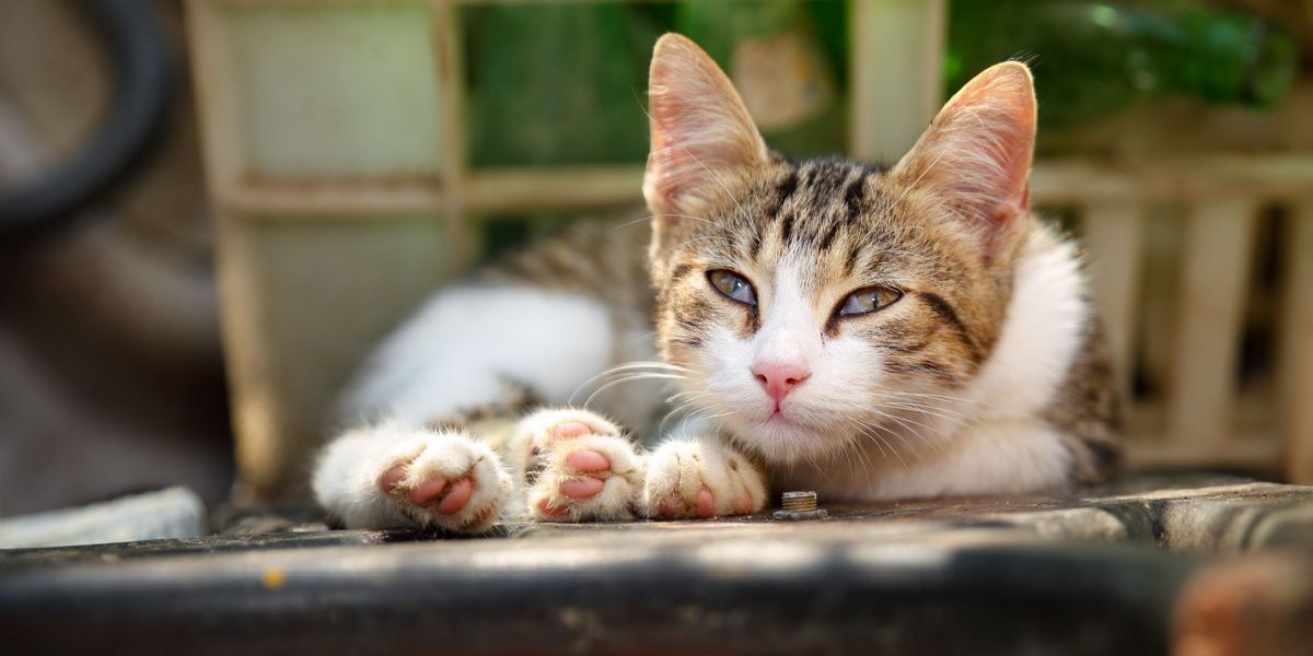 Ojo de cereza en gatos: el gato muestra su tercer párpado