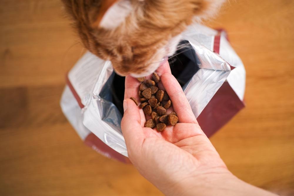 Gato Maine Coon pelirrojo comiendo comida para gatos de la mano de una mujer