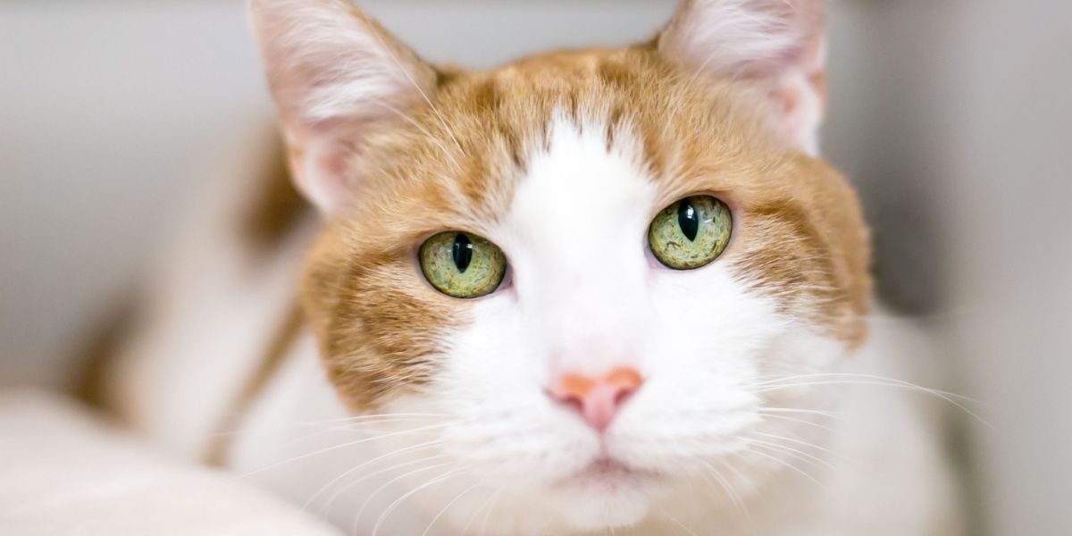 Gato atigrado de pelo corto de color naranja con melanosis del iris