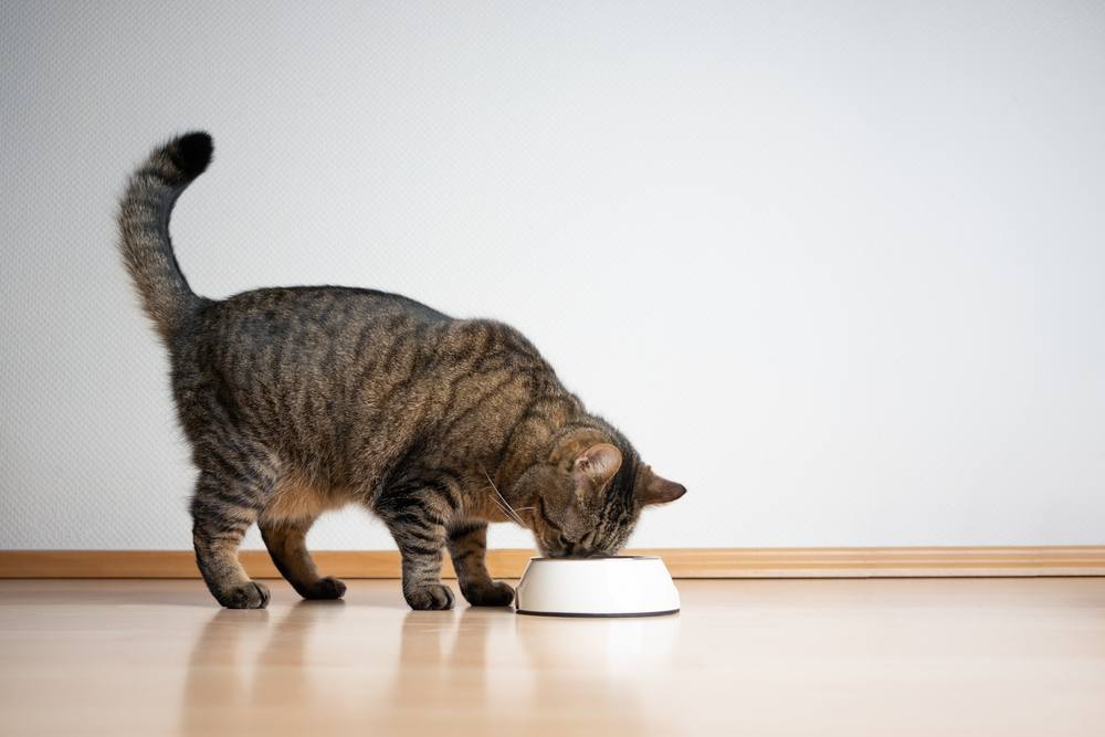 Gato atigrado comiendo comida para mascotas de un tazón de alimentación