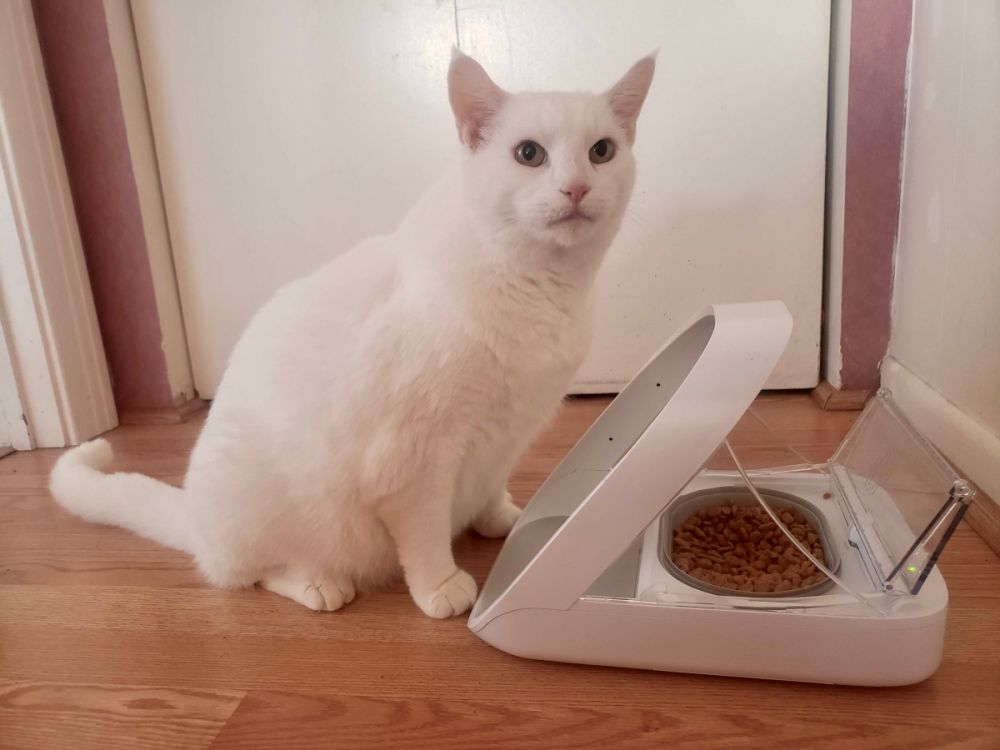 Reseña del comedero con microchip para mascotas SureFeed: Gato blanco cerca de un comedero.