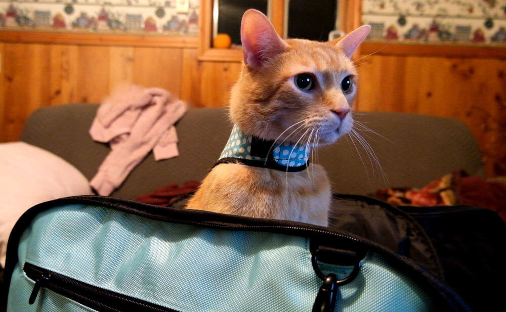 Función Viajar con gato