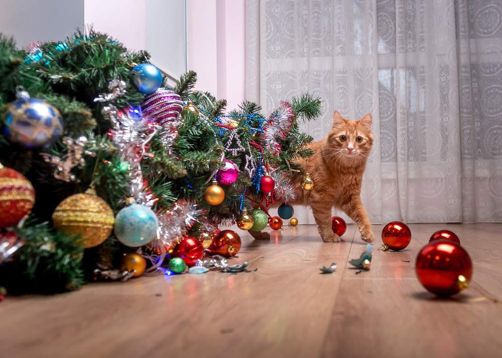 Culpa del gato doméstico: árbol de Navidad caído