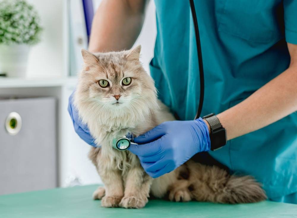 Veterinario escuchando a un gato peludo con un estetoscopio