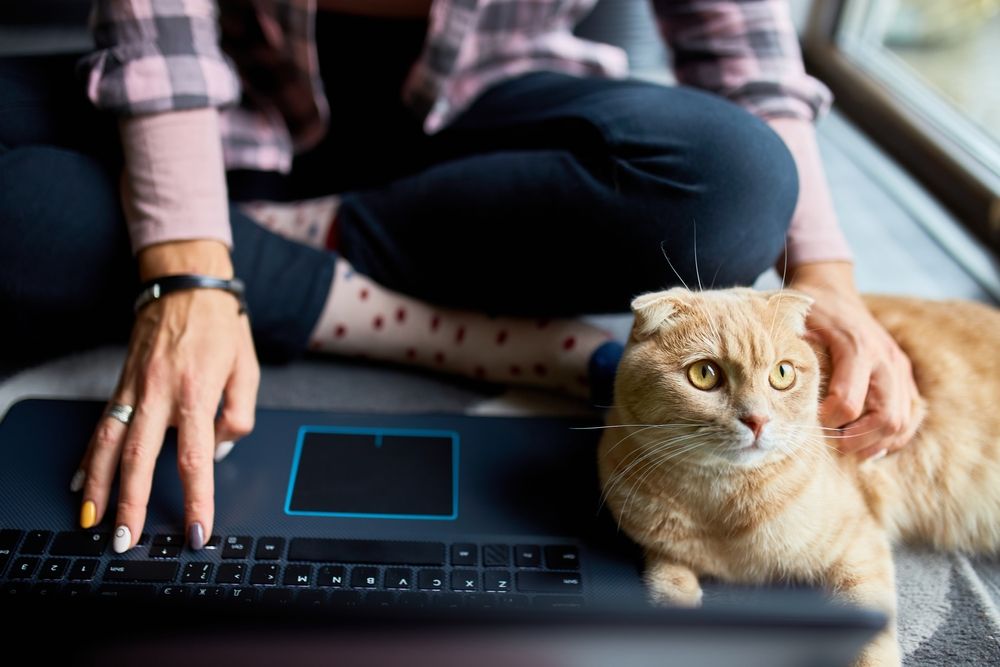 Algunas opciones a la hora de pagar por el cuidado de su mascota. Entonces, ¿qué debe hacer si no puede pagar la atención de emergencia o la atención veterinaria preventiva?