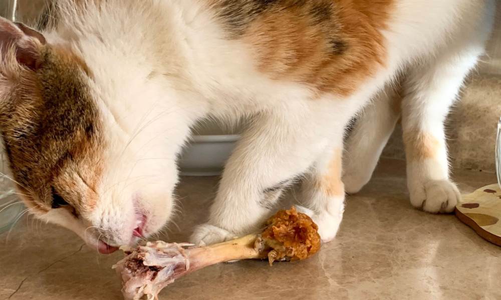 gato comiendo hueso de pollo cocido