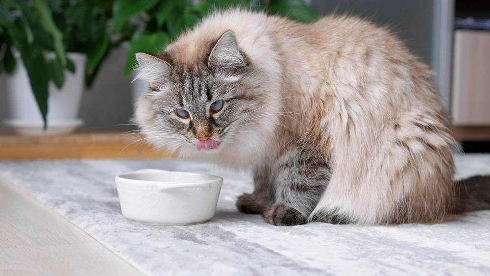 Gato peludo comiendo comida de un tazón blanco