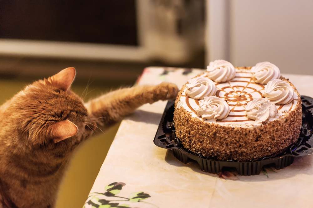 Gato pelirrojo alcanzando un pastel en el mostrador