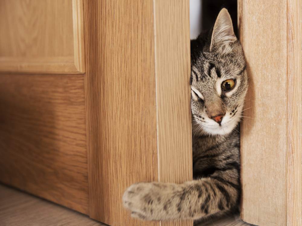 Gato gris intentando entrar por la puerta