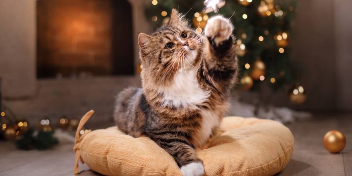 gato atigrado jugando decoración navideña