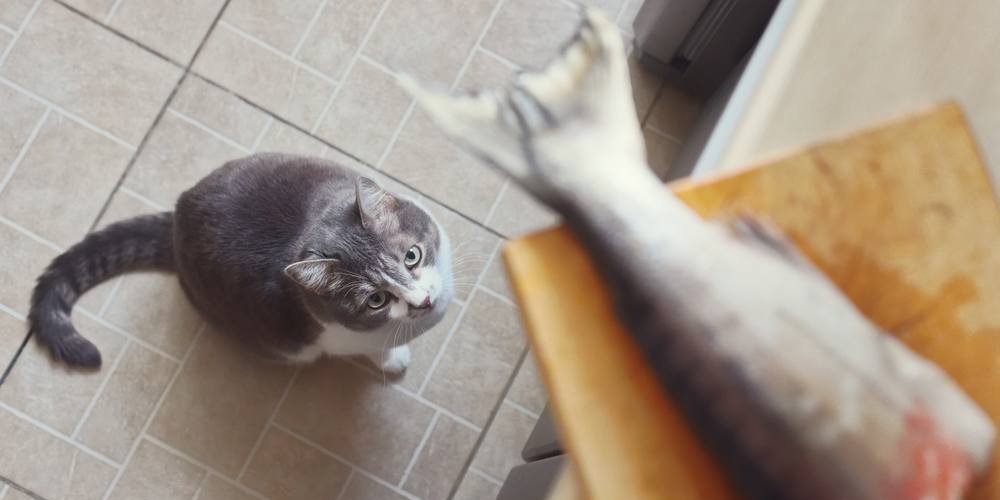 Un gato mira con curiosidad una cola de pescado en la encimera de la cocina.