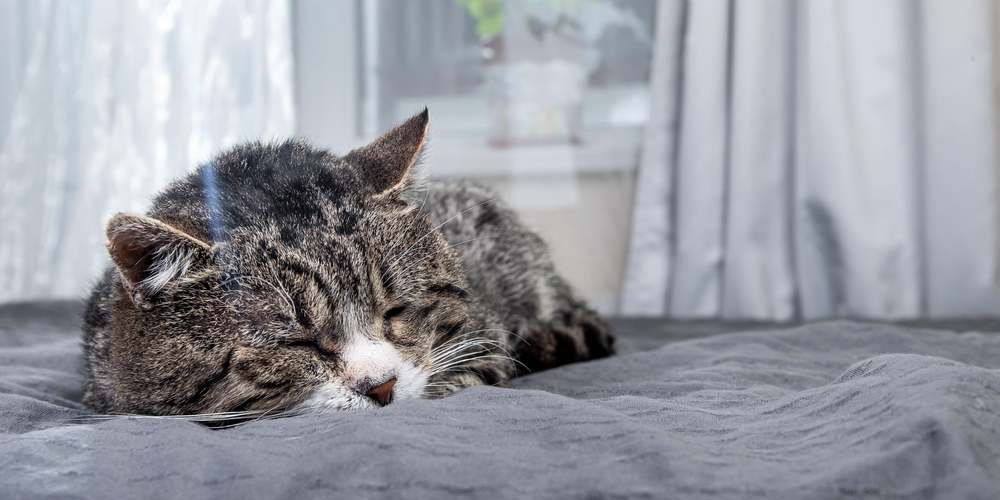 Un viejo gato atigrado durmiendo en una cama suave frente a una ventana.