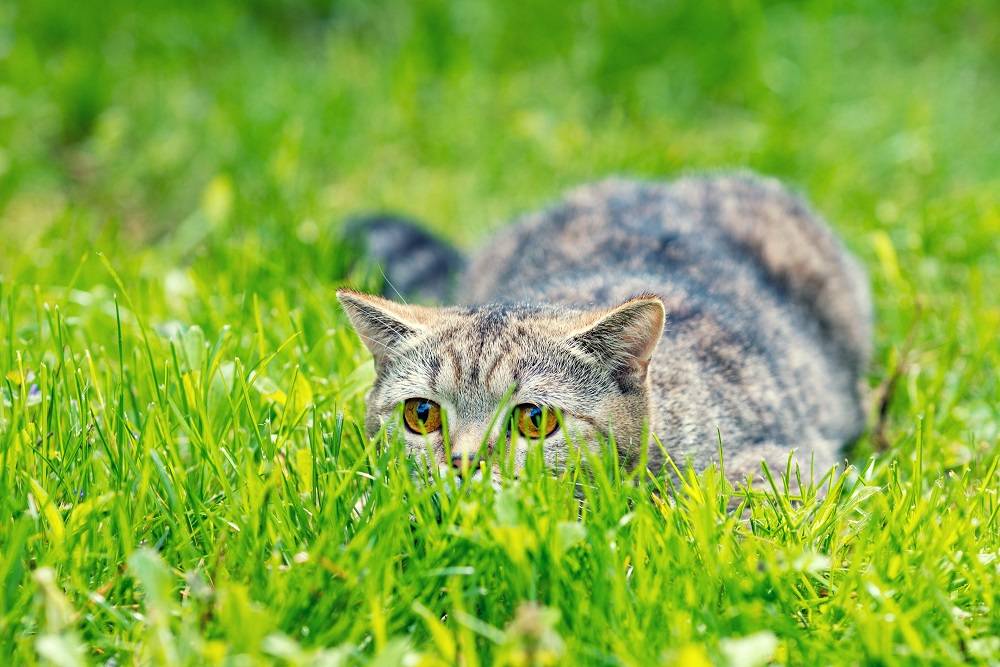 Gato escondido en la hierba