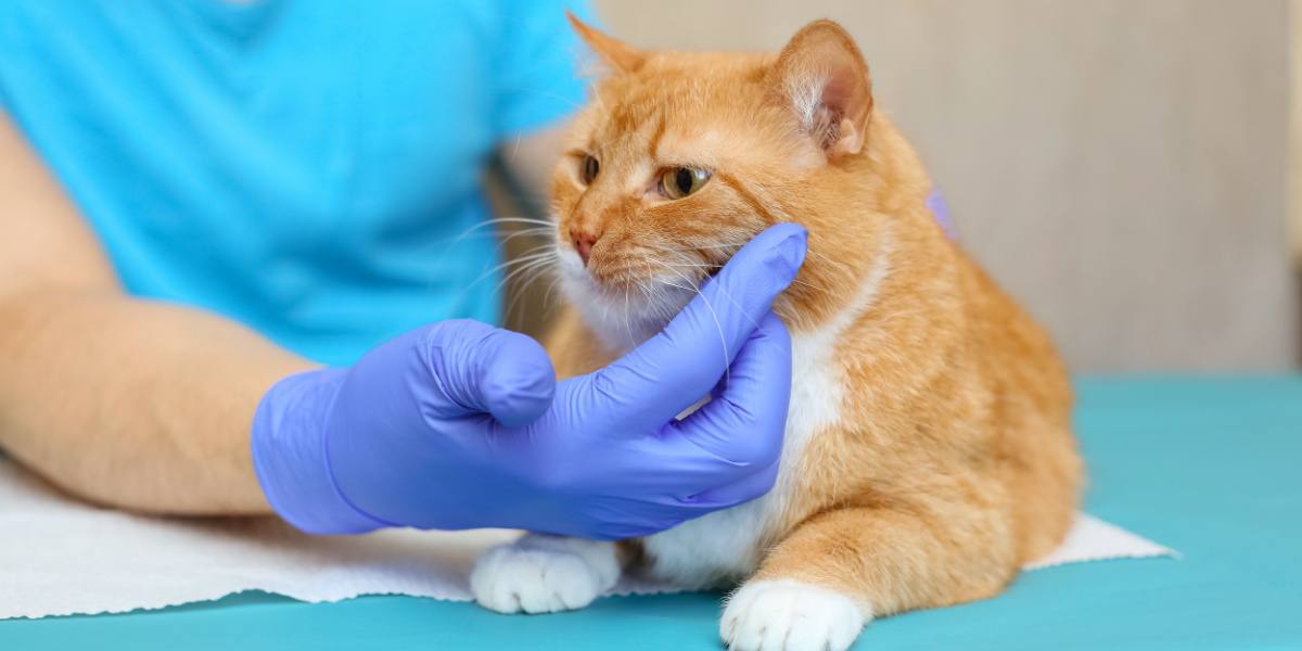 Gato con pelaje rojo en la mesa de examen del veterinario