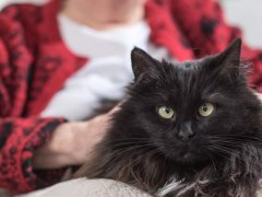 Close up image of a gray cat being petted by elderly woman in background.