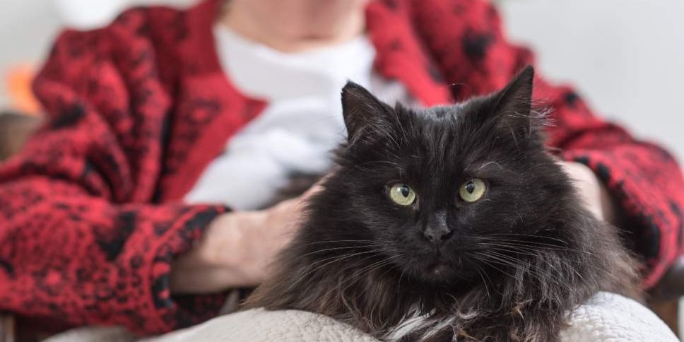 Imagen de cerca de un gato gris siendo acariciado por una anciana en el fondo.