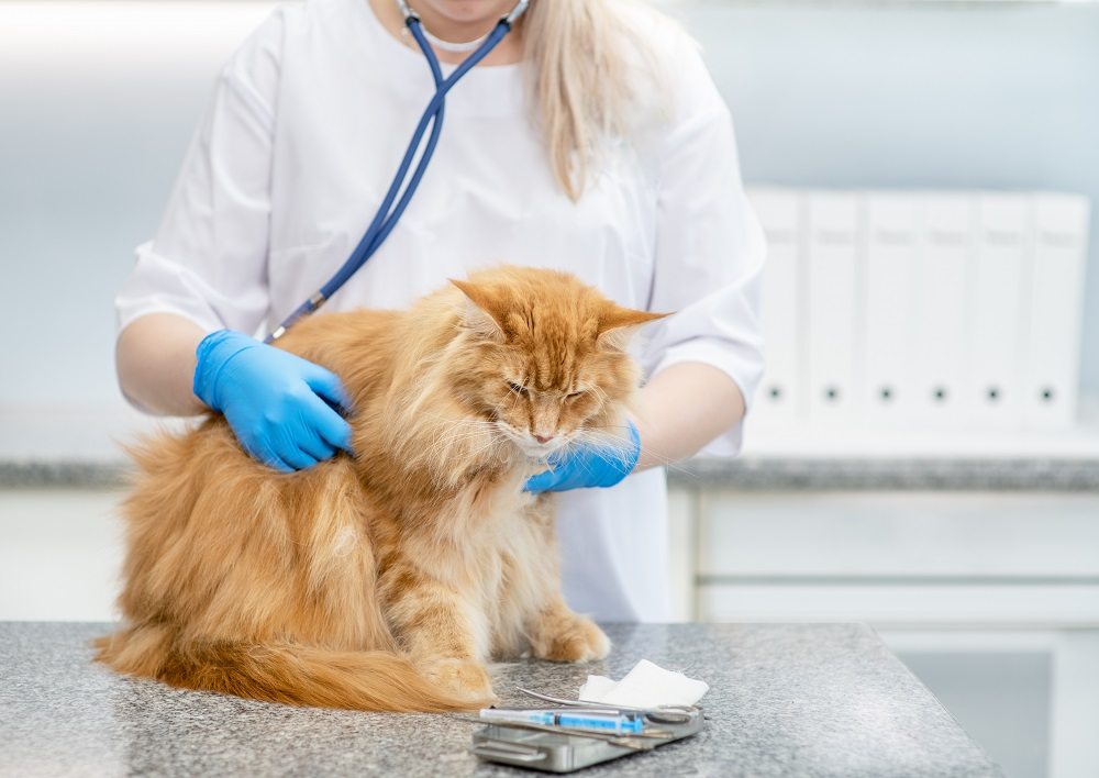 Una veterinaria con cabello largo y rubio y guantes azules examina a un gato naranja de pelo largo con un estetoscopio.