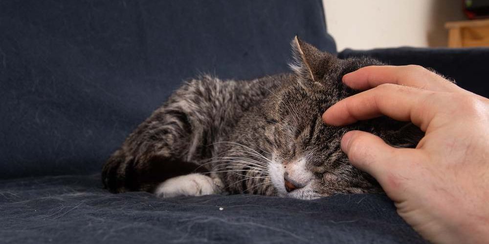 Primer plano de un gato gris anciano durmiendo en un sofá azul y recibiendo un rasguño en la cabeza con una mano humana.