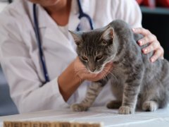 Cat Coughing