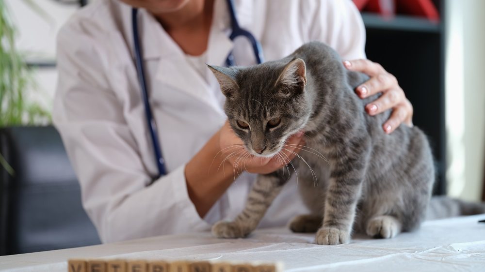 Primer plano de un gato atigrado gris siendo examinado por una veterinaria que viste una bata blanca y un estetoscopio.