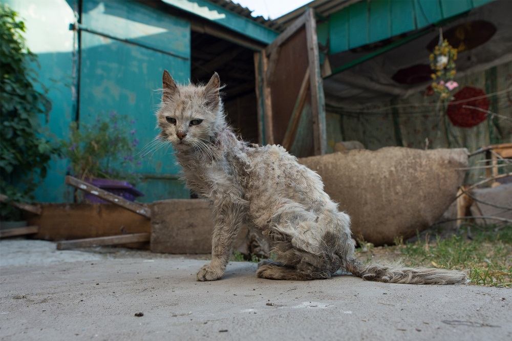 Un gato gris muy delgado, con un pelaje pobre, sentado afuera de un edificio azul con techo de metal corrugado.