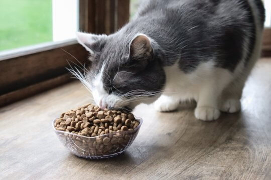 ¿Cómo mantener la comida para gatos fresca durante más tiempo?