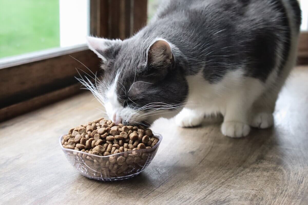 Cómo mantener la comida para gatos fresca durante más tiempo