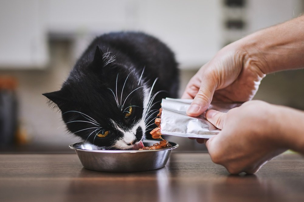 Dueño alimentando a su gato con comida desde una bolsa.