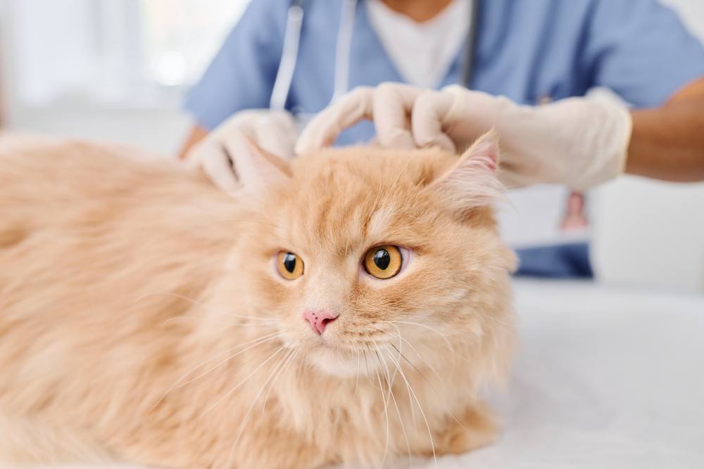 Veterinario revisando la salud de la piel de un gato peludo de color jengibre