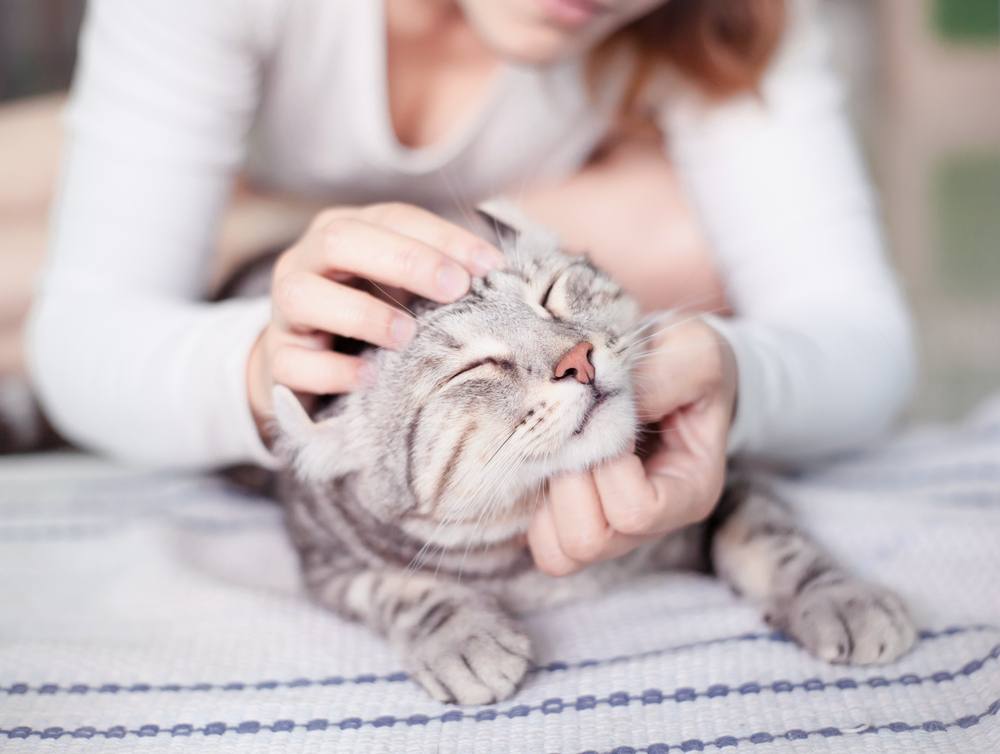 Mujer acariciando a un gato atigrado plateado