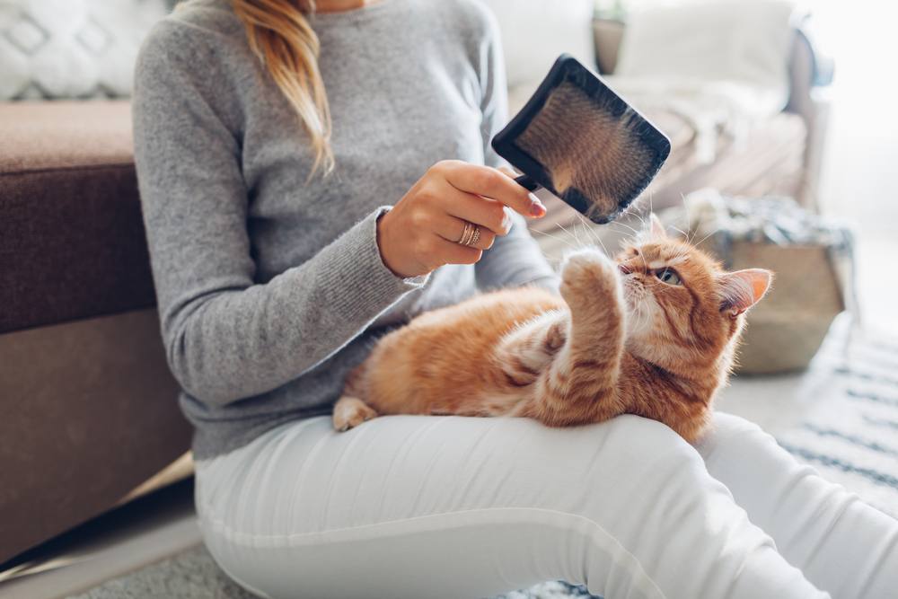 Mujeres peinando a un gato pelirrojo en casa con un cepillo