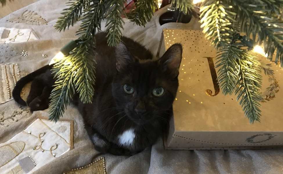 gato negro bajo el arbol de navidad