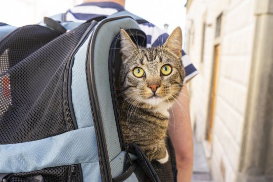 7 Consejos para viajar mejor con tu gato